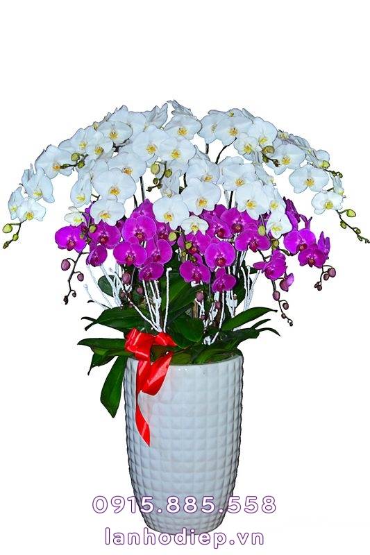 Chậu Lan Hồ Điệp 15 Cành 1 Chậu Lan Hồ Điệp 15 Cành