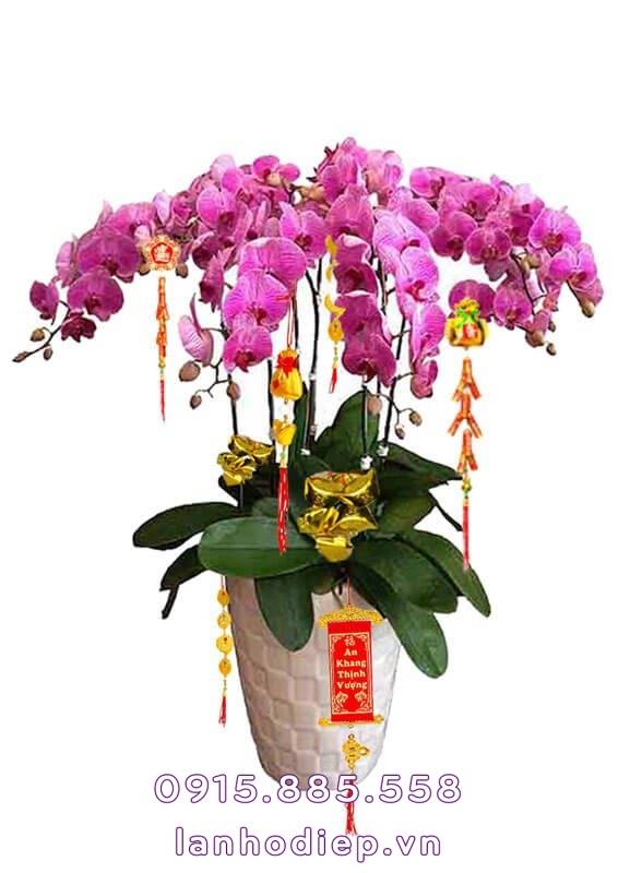 Chậu Lan Hồ Điệp Nữ Hoàng 8 Cành 1 Chậu Lan Hồ Điệp Nữ Hoàng 8 Cành