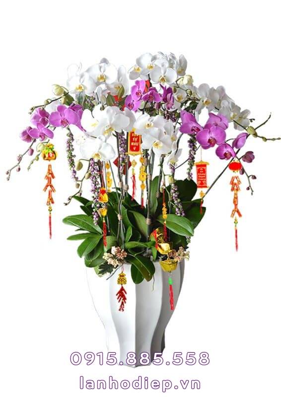 Chậu Lan Hồ Điệp Tết Trắng Tím 1 Chậu Lan Hồ Điệp Tết Trắng Tím