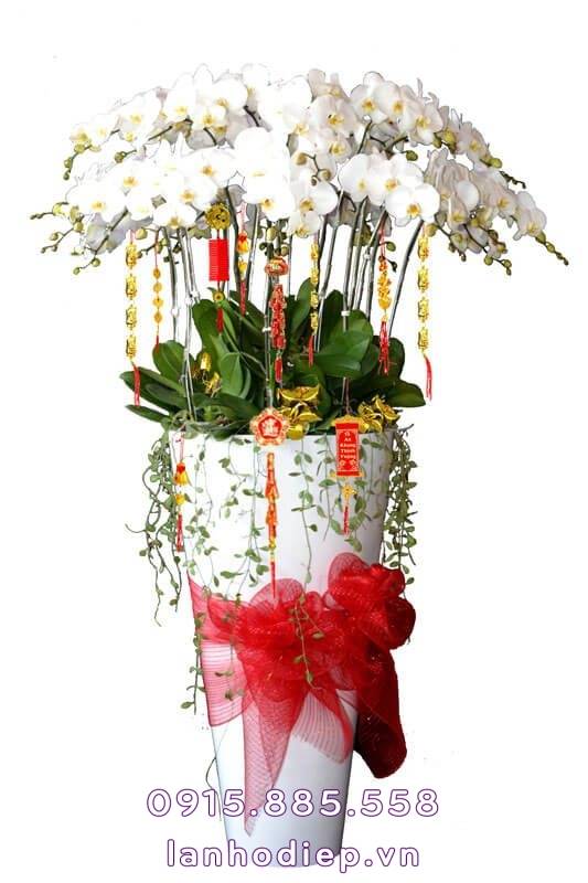 Chậu Lan Hồ Điệp Tuyết Trắng 1 Chậu Lan Hồ Điệp Tuyết Trắng