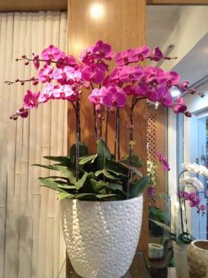 Chậu Lan Hồ Điệp Tím 8 Cành 2 Lan-Ho-Diep-Tim