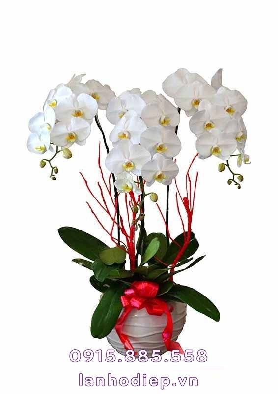 Chậu Hoa Lan Hồ Điệp Trắng Để Bàn 1 Chậu Hoa Lan Hồ Điệp Trắng Để Bàn