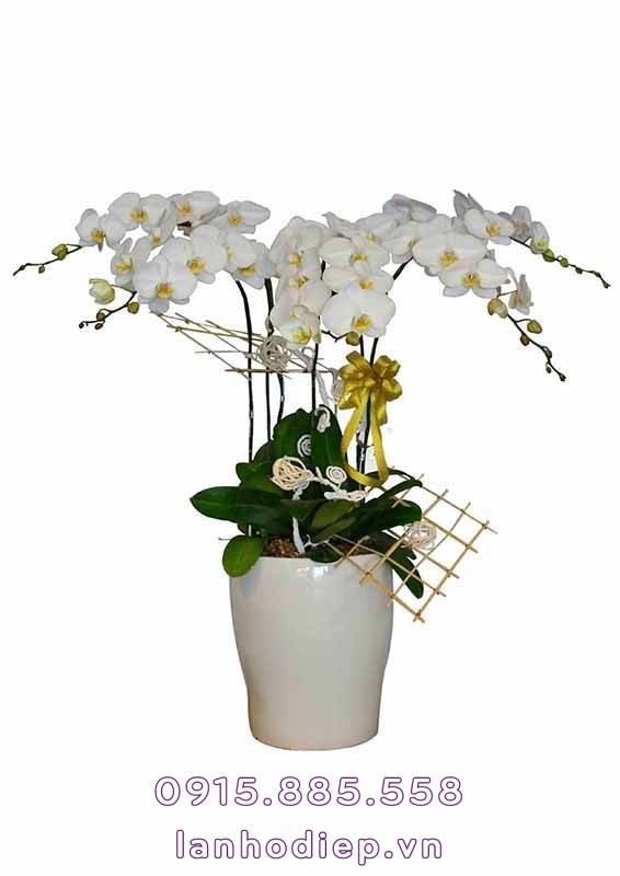 Chậu Lan Hồ Điệp Để Bàn Theo Phong Thủy 1 Chậu Lan Hồ Điệp Để Bàn Theo Phong Thủy