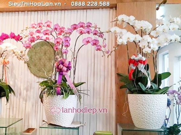 Hoa Lan Hồ Điệp Mang Ý Nghĩa Gì? 49 Hoa Lan Hồ Điệp Đại Diện Cuộc Sống Sung Túc