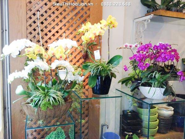 Hoa Lan Hồ Điệp Mang Ý Nghĩa Gì? 52 Hoa Lan Hồ Điệp Tượng Trưng Cho Sự Phát Triển