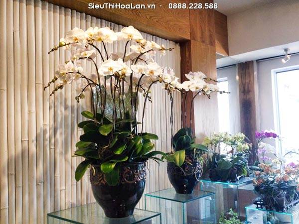 Hoa Lan Hồ Điệp Mang Ý Nghĩa Gì? 53 Hoa Lan Hồ Điệp Tượng Trưng Sự Tăng Trưởng