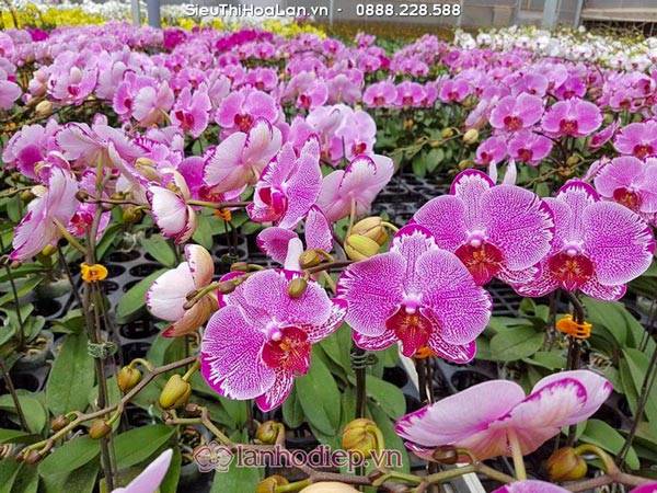 Hoa Lan Hồ Điệp Mang Ý Nghĩa Gì? 84 Nơi Cung Cấp Hoa Lan Hồ Điệp Giá Rẻ