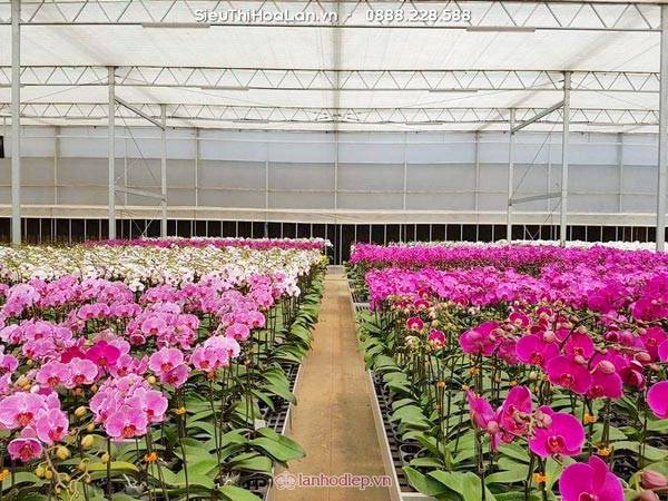 Hoa Lan Hồ Điệp Mang Ý Nghĩa Gì? 83 Siêu Thị Hoa Lan Nơi Cung Cấp Hoa Uy Tín Tại Hà Nội