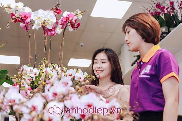 Cách Cắm Hoa Lan Hồ Điệp Đẹp Tại Nhà Siêu Dễ 56 Bán Hoa Lan Hồ Điệp Đẹp Giá Rẻ Tại Hà Nội