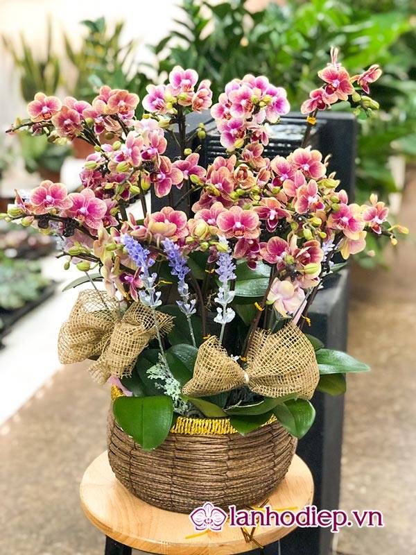 Các Loại Hoa Lan Hồ Điệp Hình Ảnh Và Cách Phân Biệt 44 Các Yếu Tố Để Chăm Sóc Hoa Lan Hồ Điệp