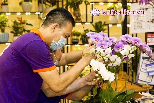 Các Loại Hoa Lan Hồ Điệp Hình Ảnh Và Cách Phân Biệt 36 Cách Nhân Giống Hoa Lan Hồ Điệp