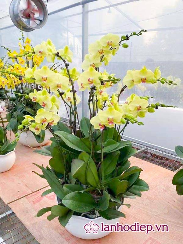 Các Loại Hoa Lan Hồ Điệp Hình Ảnh Và Cách Phân Biệt 41 Cách Trồng Hoa Lan Hồ Điệp Đúng Cách
