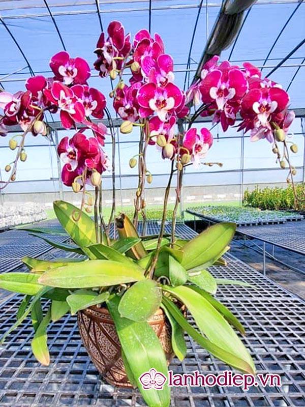 Các Loại Hoa Lan Hồ Điệp Hình Ảnh Và Cách Phân Biệt 40 Cách Trồng Hoa Lan Hồ Điệp Tại Nhà