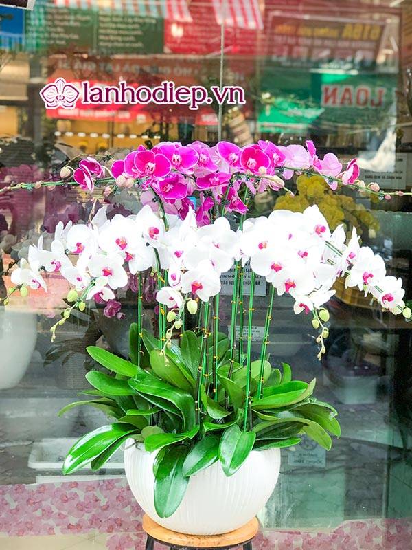 Cách Cắm Hoa Lan Hồ Điệp Đẹp Tại Nhà Siêu Dễ 40 Cắm Chậu Hoa Lan Hồ Điệp Đẹp Tại Nhà