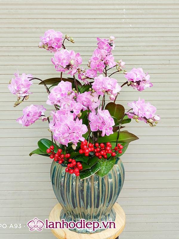 Cách Cắm Hoa Lan Hồ Điệp Đẹp Tại Nhà Siêu Dễ 41 Cắm Chậu Hoa Lan Hồ Điệp Trưng Phòng Khách