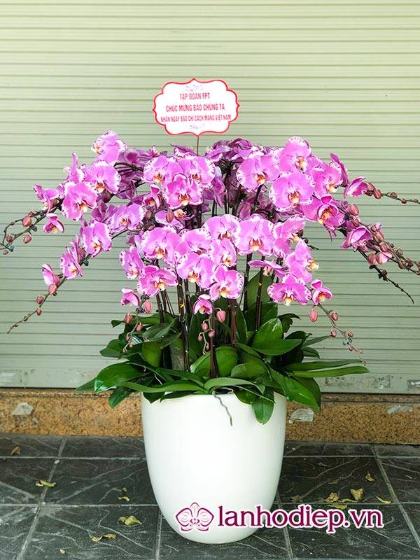 Cách Cắm Hoa Lan Hồ Điệp Đẹp Tại Nhà Siêu Dễ 50 Cắm Chậu Lan Hồ Điệp Đẹp Dạng Tỏa Tròn