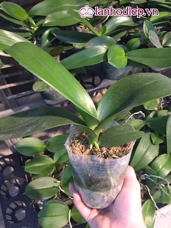 Các Loại Hoa Lan Hồ Điệp Hình Ảnh Và Cách Phân Biệt 37 Cây Hoa Lan Hồ Điệp Nhân Giống