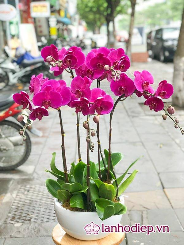 Các Loại Hoa Lan Hồ Điệp Hình Ảnh Và Cách Phân Biệt 39 Chăm Sóc Hoa Lan Hồ Điệp Sau Khi Tàn