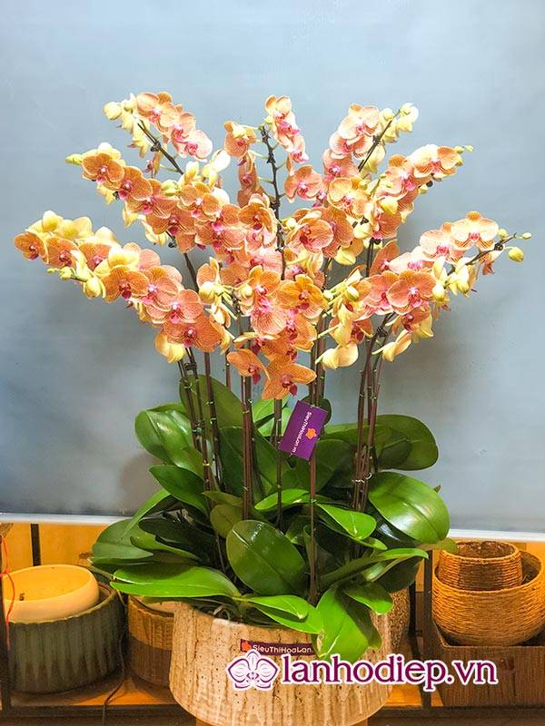 Cách Cắm Hoa Lan Hồ Điệp Đẹp Tại Nhà Siêu Dễ 47 Chậu Hoa Lan Hồ Điệp Cảm Trưng Phòng Khách