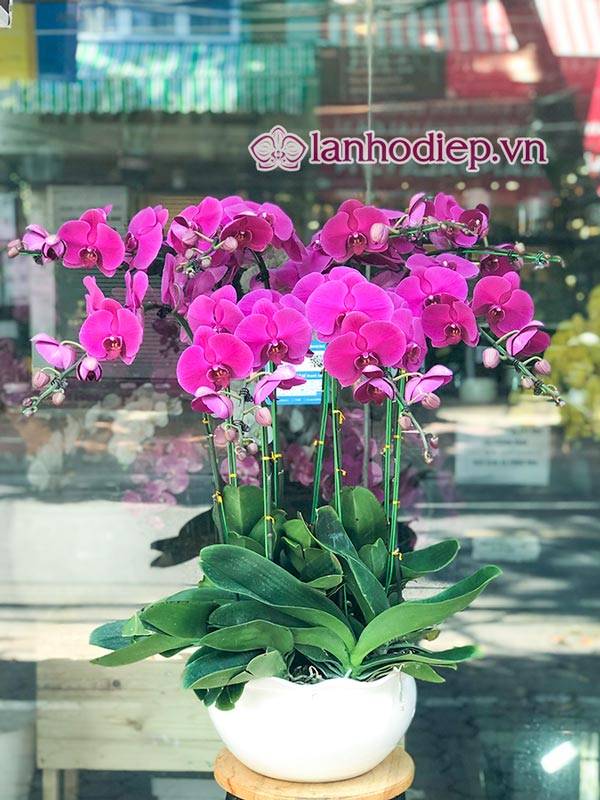 Cách Cắm Hoa Lan Hồ Điệp Đẹp Tại Nhà Siêu Dễ 38 Chậu Hoa Lan Hồ Điệp Tím Thể Hiện Sự Chung Thủy