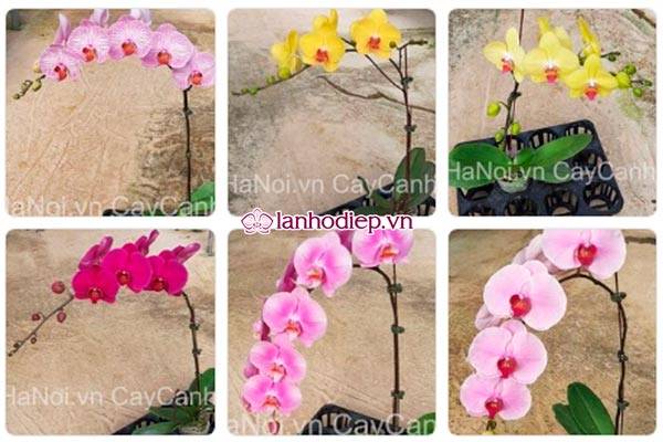Cách Cắm Hoa Lan Hồ Điệp Đẹp Tại Nhà Siêu Dễ 49 Chọn Màu Hoa Lan Hồ Điệp Đẹp Theo Sở Thích