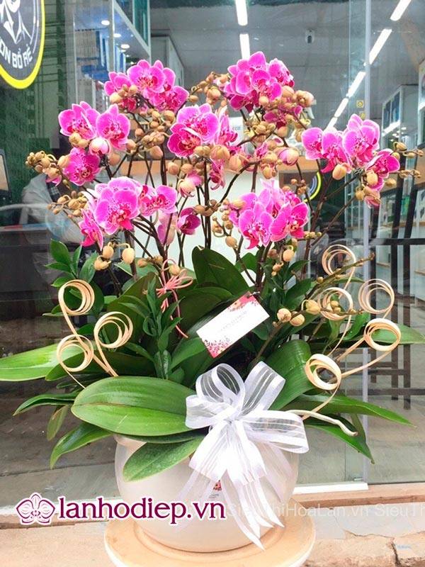 Cách Cắm Hoa Lan Hồ Điệp Đẹp Tại Nhà Siêu Dễ 52 Chuẩn Bị Dụng Cụ Cắm Hoa Lan Hồ Điệp