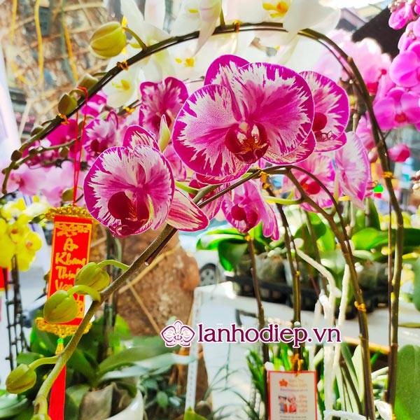 Các Loại Hoa Lan Hồ Điệp Hình Ảnh Và Cách Phân Biệt 32 Hoa Lan Hồ Điệp Có Nhiều Màu Sắc Độc Đáo