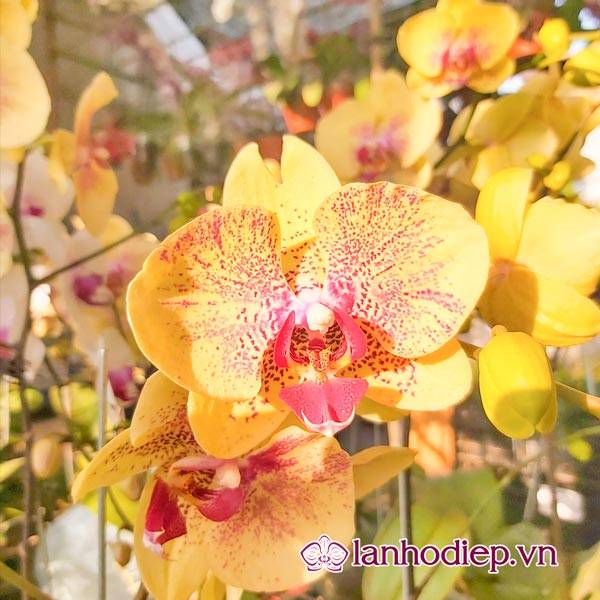 Các Loại Hoa Lan Hồ Điệp Hình Ảnh Và Cách Phân Biệt 30 Hoa Lan Hồ Điệp Công Nghiệp Cho Hoa To Và Đẹp