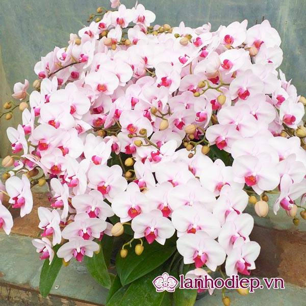 Các Loại Hoa Lan Hồ Điệp Hình Ảnh Và Cách Phân Biệt 31 Hoa Lan Hồ Điệp Công Nghiệp Có Nhiều Màu Sắc Độc Đáo