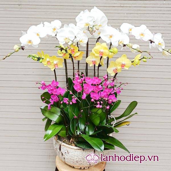 Các Loại Hoa Lan Hồ Điệp Hình Ảnh Và Cách Phân Biệt 27 Hoa Lan Hồ Điệp Được Mệnh Danh Là Nữ Hoàng Của Các Loại Hoa Lan