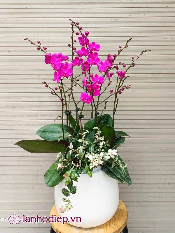 Các Loại Hoa Lan Hồ Điệp Hình Ảnh Và Cách Phân Biệt 34 Hoa Lan Hồ Điệp Mãn Thiên Hồng