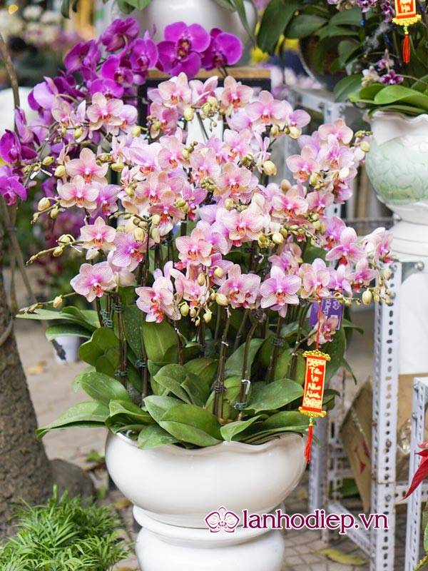 Các Loại Hoa Lan Hồ Điệp Hình Ảnh Và Cách Phân Biệt 25 Hoa Lan Hồ Điệp Mang Vẻ Đẹp Sang Trọng Và Tinh Khôi