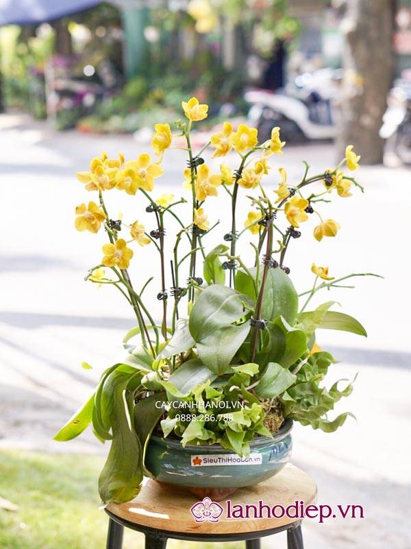 Các Loại Hoa Lan Hồ Điệp Hình Ảnh Và Cách Phân Biệt 33 Hoa Lan Hồ Điệp Mini