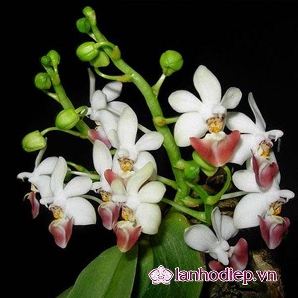 Các Loại Hoa Lan Hồ Điệp Hình Ảnh Và Cách Phân Biệt 29 Hoa Lan Hồ Điệp Rừng