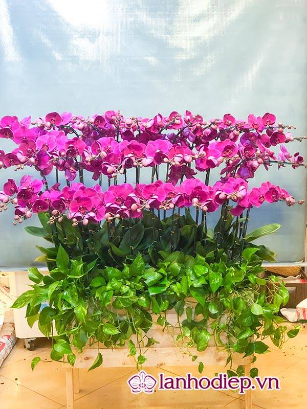 Cách Cắm Hoa Lan Hồ Điệp Đẹp Tại Nhà Siêu Dễ 37 Hoa Phong Lan Hồ Điệp Thể Hiện Sự Chung Thủy