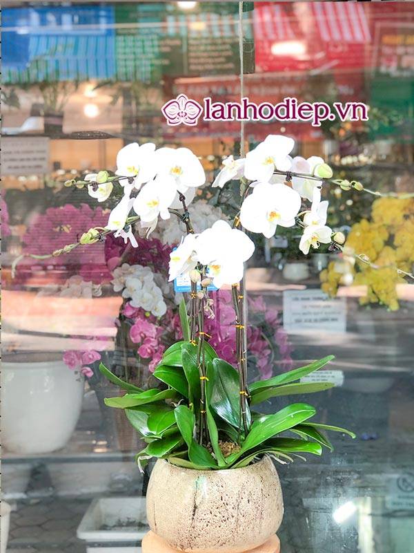 Cách Cắm Hoa Lan Hồ Điệp Đẹp Tại Nhà Siêu Dễ 33 Hoa Phong Lan Hồ Điệp Trắng Tượng Trưng Cho Sự Ngây Thơ