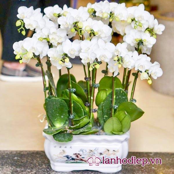 Các Loại Hoa Lan Hồ Điệp Hình Ảnh Và Cách Phân Biệt 28 Lan Hồ Điệp Thường Có Nguồn Gốc Từ Tự Nhiên Và Nuôi Cấy Mô