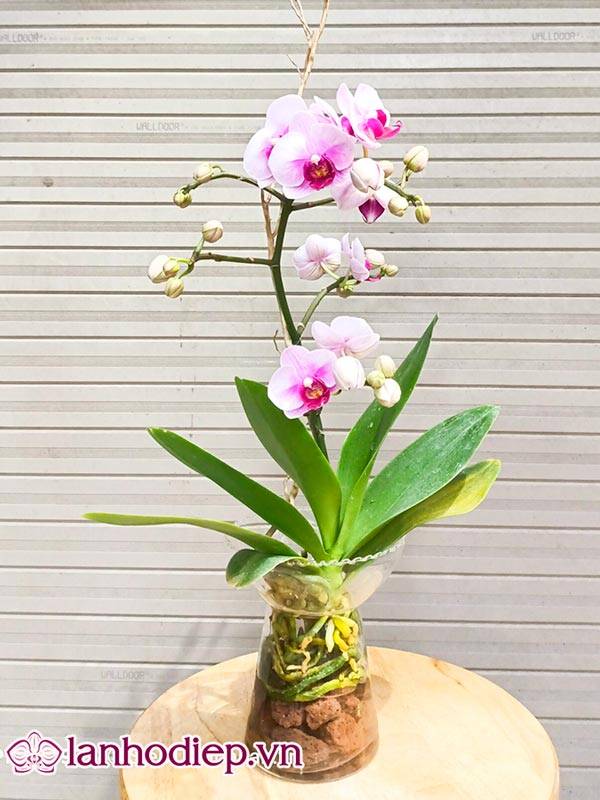 Cách Cắm Hoa Lan Hồ Điệp Đẹp Tại Nhà Siêu Dễ 51 Lựa Chọn Chậu Cắm Hoa Lan Hồ Điệp Đẹp Phù Hợp