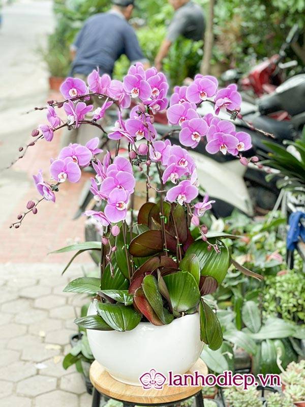 Các Loại Hoa Lan Hồ Điệp Hình Ảnh Và Cách Phân Biệt 42 Lựa Chọn Chậu Trồng Hoa Lan Theo Yêu Cầu Và Kích Thước Phù Hợp