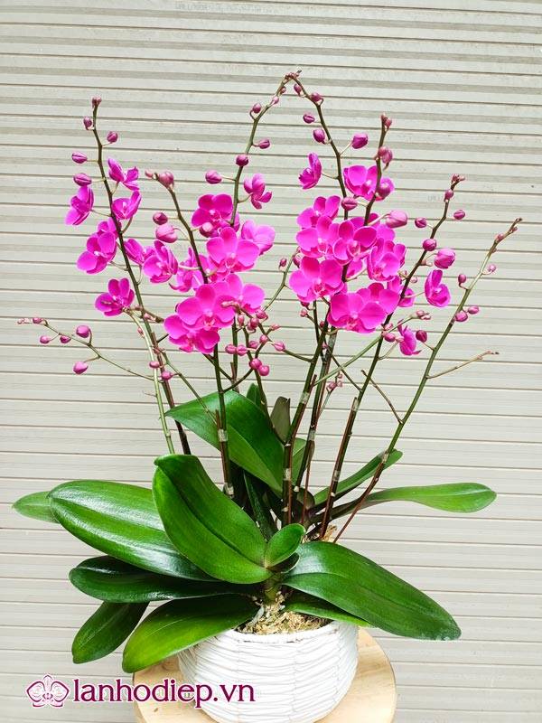 Các Loại Hoa Lan Hồ Điệp Hình Ảnh Và Cách Phân Biệt 35 Mãn Thiên Hồng Chủ Yếu Có Màu Tím Và Cành Phân Nhánh