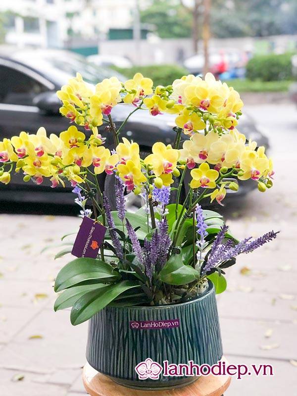 Các Loại Hoa Lan Hồ Điệp Hình Ảnh Và Cách Phân Biệt 45 Nước Tưới Phù Hợp Với Hoa Lan Hồ Điệp