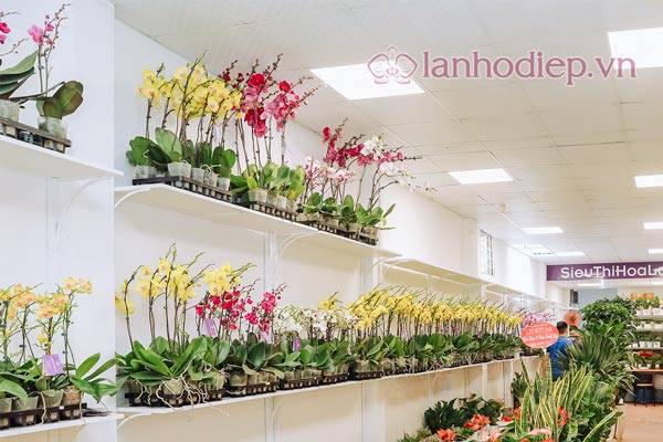 Cách Cắm Hoa Lan Hồ Điệp Đẹp Tại Nhà Siêu Dễ 55 Shop Phân Phối Hoa Lan Hồ Điệp Đẹp Giá Rẻ Tại Hà Nội