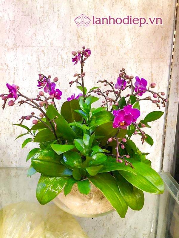 Cách Cắm Hoa Lan Hồ Điệp Đẹp Tại Nhà Siêu Dễ 39 Từ Tay Cắm Chậu Hoa Lan Hồ Điệp Đẹp