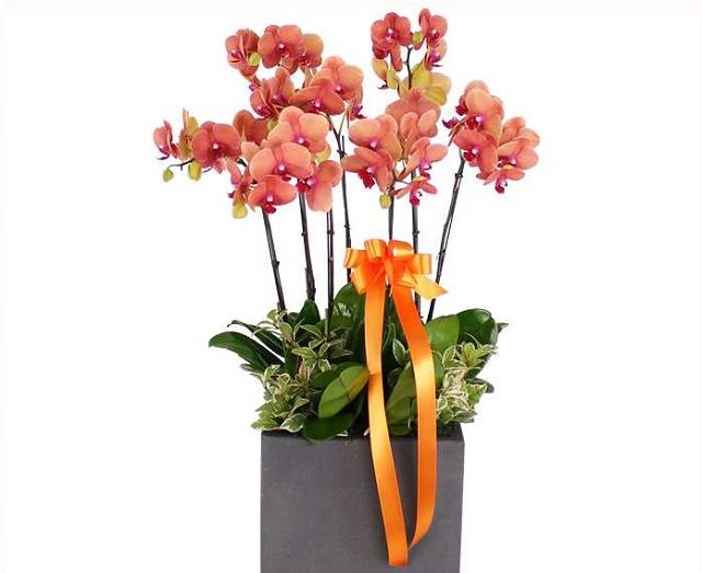 Hoa Lan Hồ Điệp Còn Là Biểu Tượng Của Sự Thành Công, Phát Triển Và Vươn Lên Hoa Lan Hồ Điệp Còn Là Biểu Tượng Của Sự Thành Công, Phát Triển Và Vươn Lên