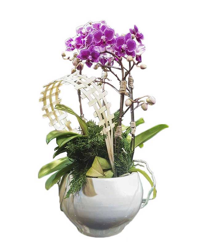 Lan Hồ Điệp Có Cấu Trúc Vẻ Đẹp Hoàn Mỹ Trên Tất Cả Mọi Khía Cạnh Như Hoa, Lá, Cành Lan Hồ Điệp Có Cấu Trúc Vẻ Đẹp Hoàn Mỹ Trên Tất Cả Mọi Khía Cạnh Như Hoa, Lá, Cành