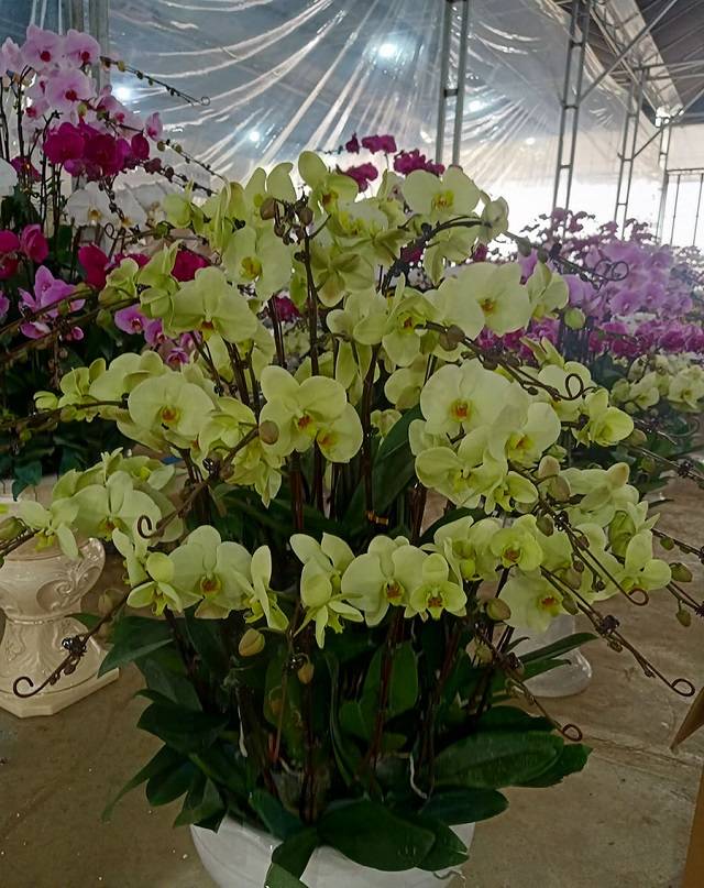 Lan Hồ Điệp Tượng Trưng Cho Sự Ấm No, Hạnh Phúc, Giàu Sang Và Thịnh Vượng Lan Hồ Điệp Tượng Trưng Cho Sự Ấm No, Hạnh Phúc, Giàu Sang Và Thịnh Vượng