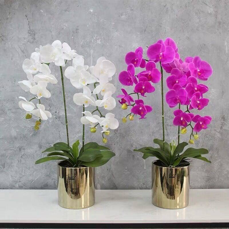 Lan Hồ Điệp Tượng Trưng Cho Tình Yêu Bền Chặt, Cùng Nhau Vượt Qua Mọi Gian Khó Lan Hồ Điệp Tượng Trưng Cho Tình Yêu Bền Chặt, Cùng Nhau Vượt Qua Mọi Gian Khó