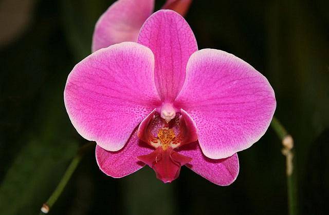 Vẻ Đẹp Đầy Đặn, Căng Tràn Của Bông Hoa Hồ Điệp Tượng Trưng Cho Những Ý Nghĩa Tốt Đẹp Vẻ Đẹp Đầy Đặn, Căng Tràn Của Bông Hoa Hồ Điệp Tượng Trưng Cho Những Ý Nghĩa Tốt Đẹp