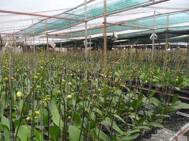 Bạn Cần Chăm Sóc Lan Hồ Điệp Sao Cho Cây Bắt Đầu Trổ Bông Vào Khoảng Giữa Tháng 12 Bạn Cần Chăm Sóc Lan Hồ Điệp Sao Cho Cây Bắt Đầu Trổ Bông Vào Khoảng Giữa Tháng 12