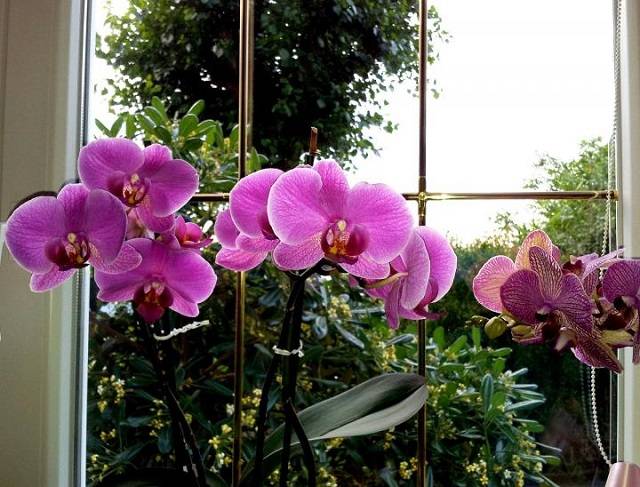 Cách Chăm Sóc Lan Hồ Điệp Ra Hoa Đúng Tết Nguyên Đán Cần Đảm Bảo Đủ Ánh Sáng Cho Cây Cách Chăm Sóc Lan Hồ Điệp Ra Hoa Đúng Tết Nguyên Đán Cần Đảm Bảo Đủ Ánh Sáng Cho Cây